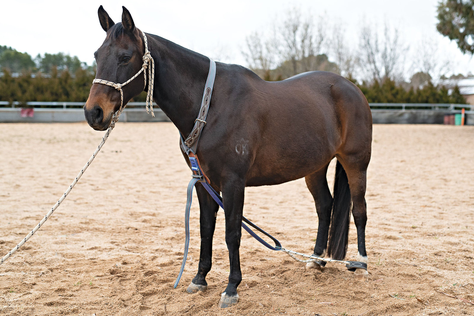 Serving Hobbles | Angus Barrett Saddlery