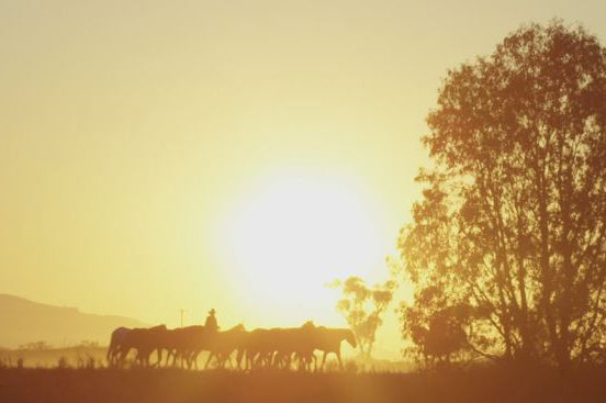 Angus Barrett – Droving Series – 1 of 4