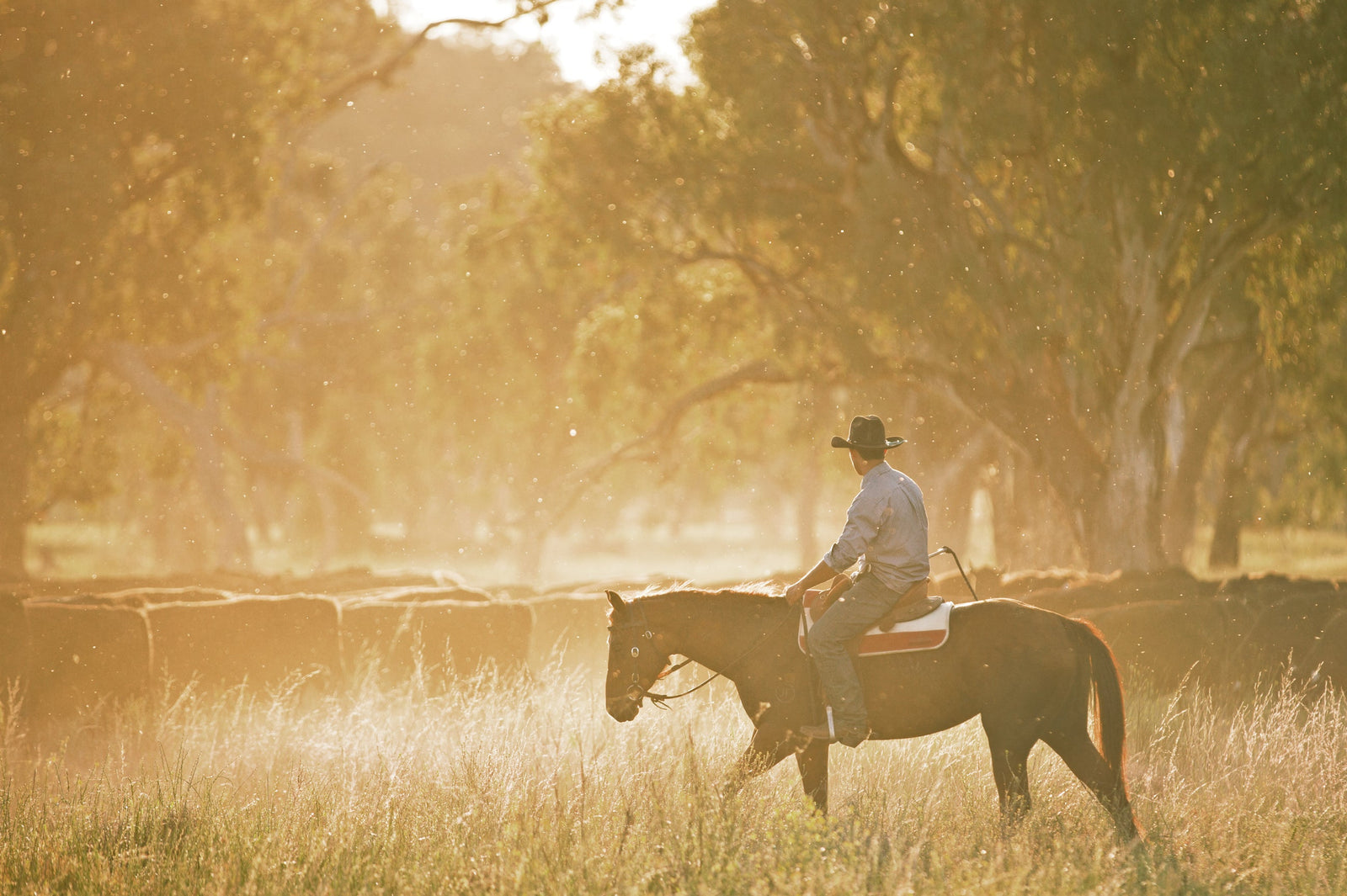 Ever thought of working on a cattle station - Angus Barrett Saddlery