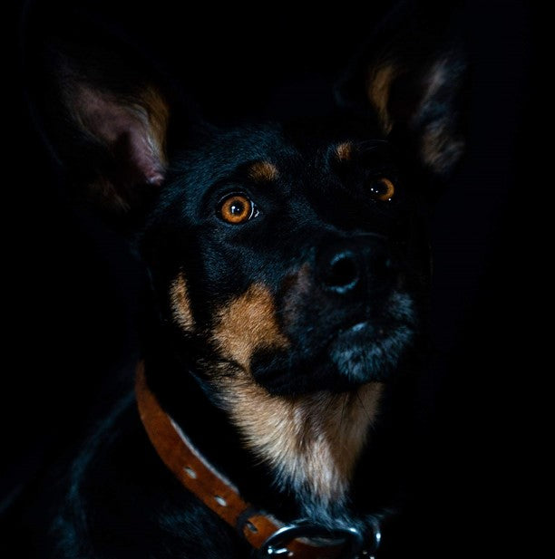 Meet Argo
