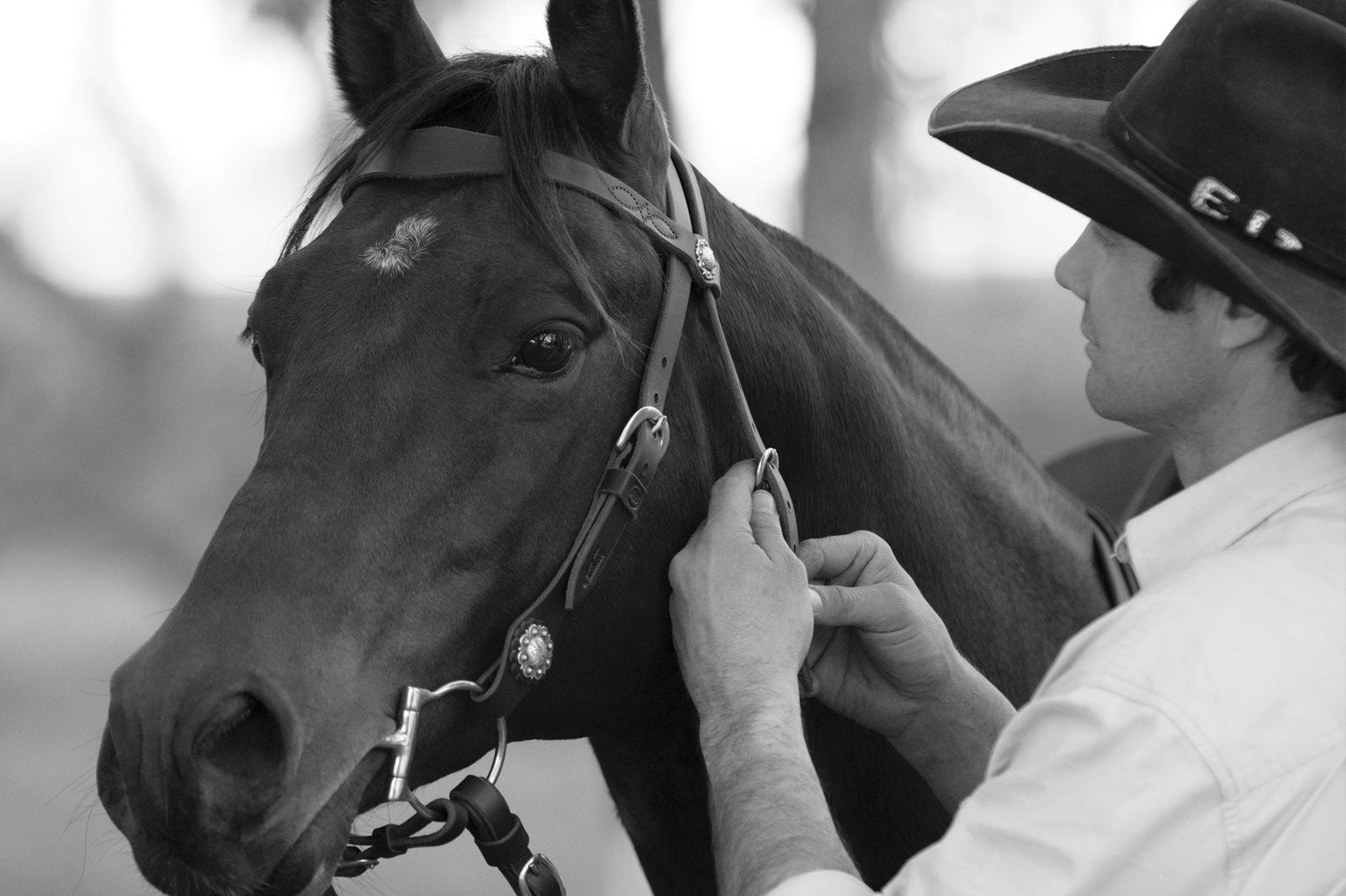 A love for horses and a passion for quality