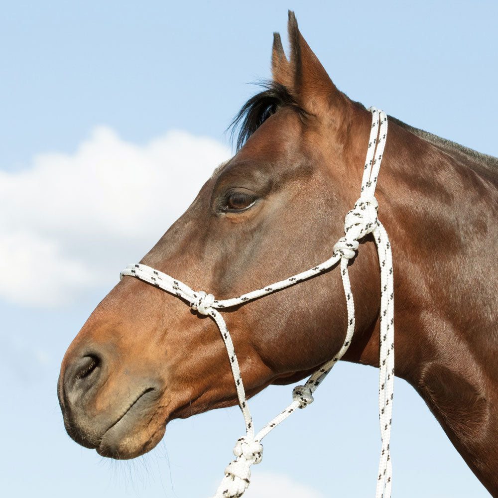 Rope Halter - Angus Barrett Saddlery