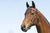 #1 Of 20 - Sure Fit Bridles