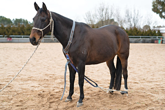 Serving Hobbles | Angus Barrett Saddlery