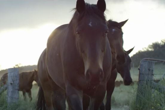 Angus Barrett – Droving Series - 3 of 4