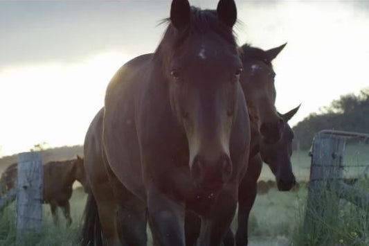 Angus Barrett – Droving Series - 3 of 4