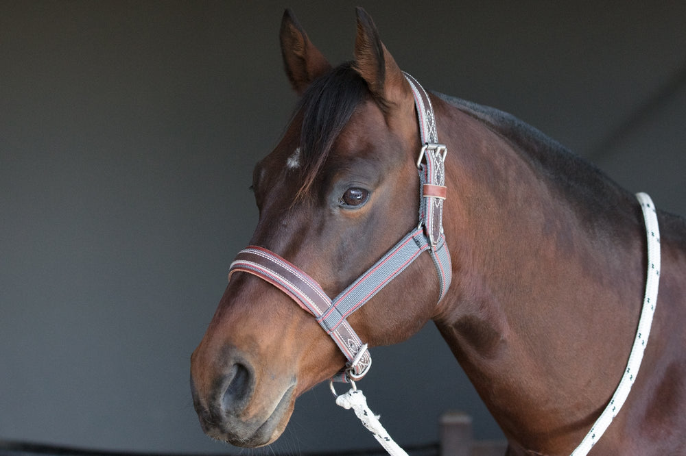 Tips on how to fit your Angus Barrett Halter And Lead – Angus Barrett ...