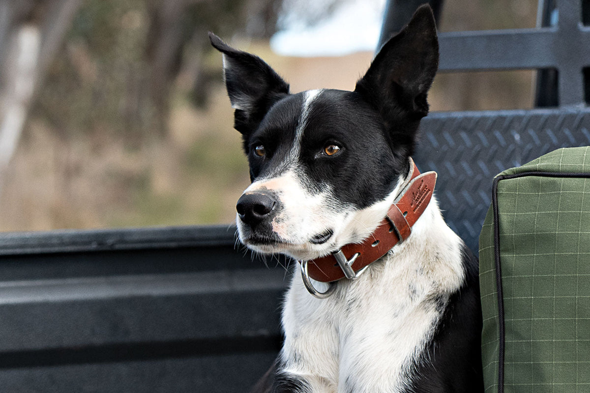 How To Choose The Right Size Dog Collar Australian Made Leather Dog
