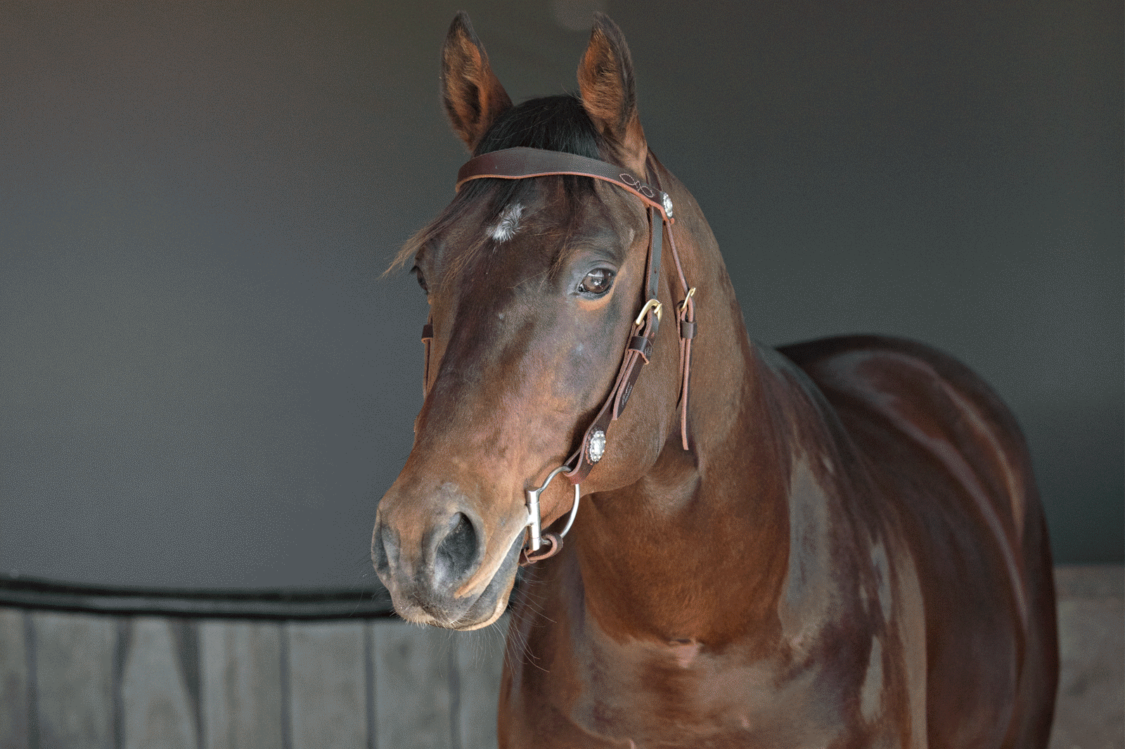 Australian Made Leather Bridles