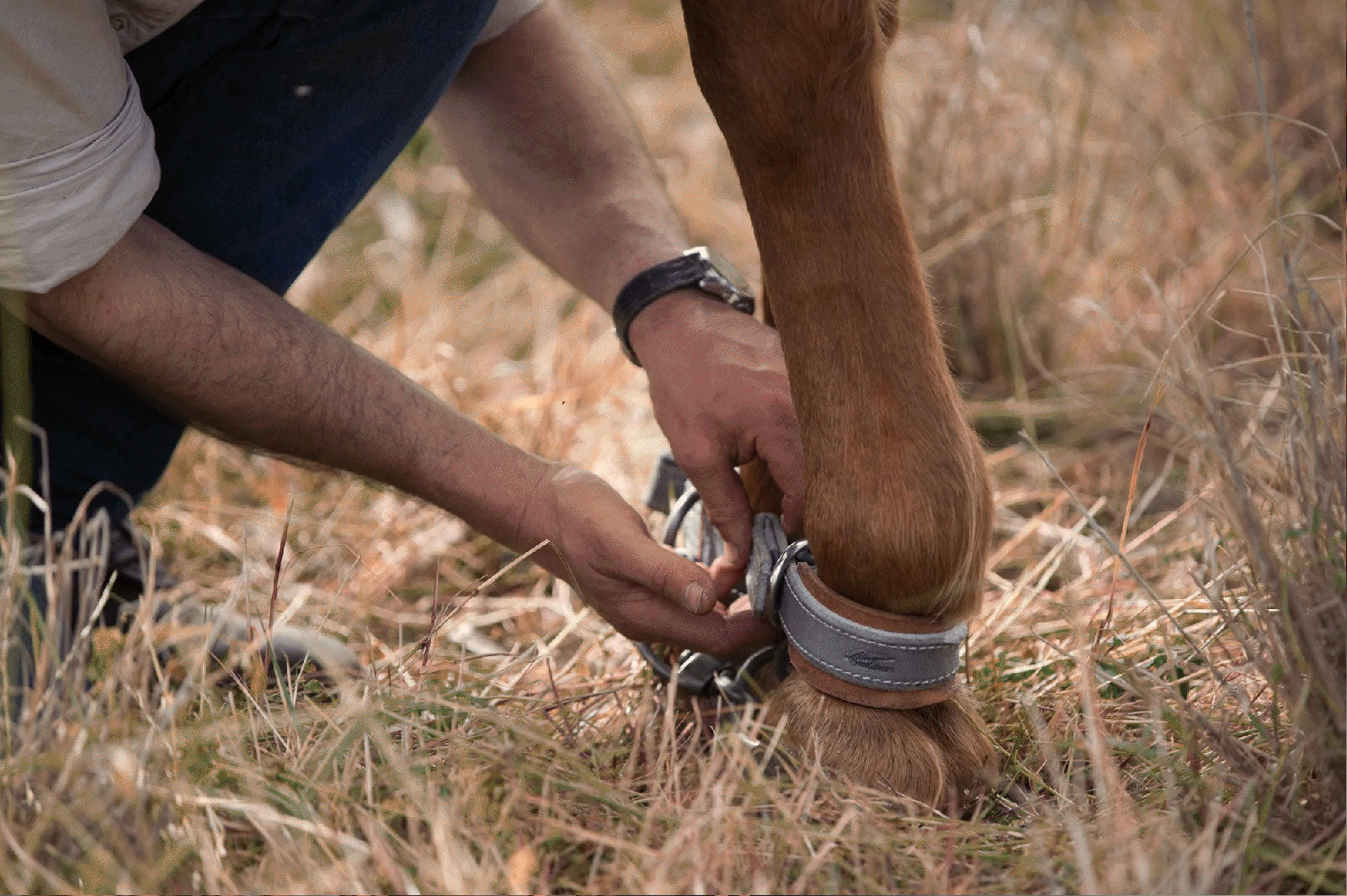 Horse Handling and Training Gear | Angus Barrett Saddlery