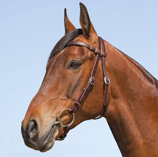 Lace Join Sure Fit Bridle - LIMITED EDITION