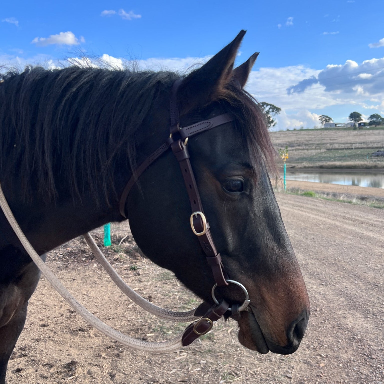 Station Bridle - Dark Natural - Straight Brow