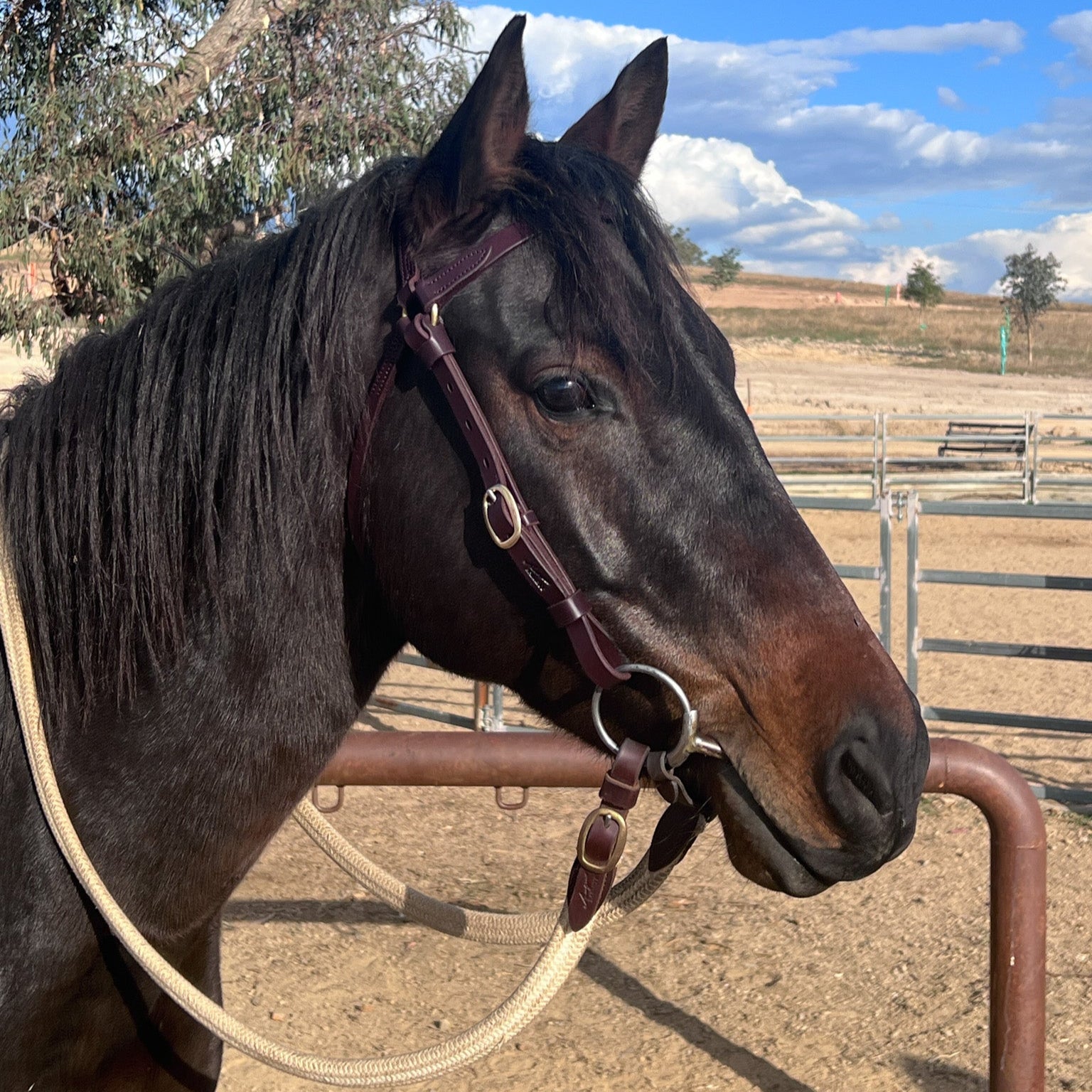 Station Bridle - Dark Natural - Straight Brow