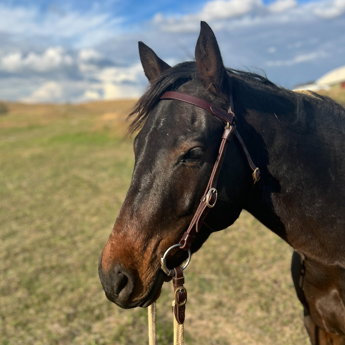 Station Bridle - Dark Natural - Straight Brow