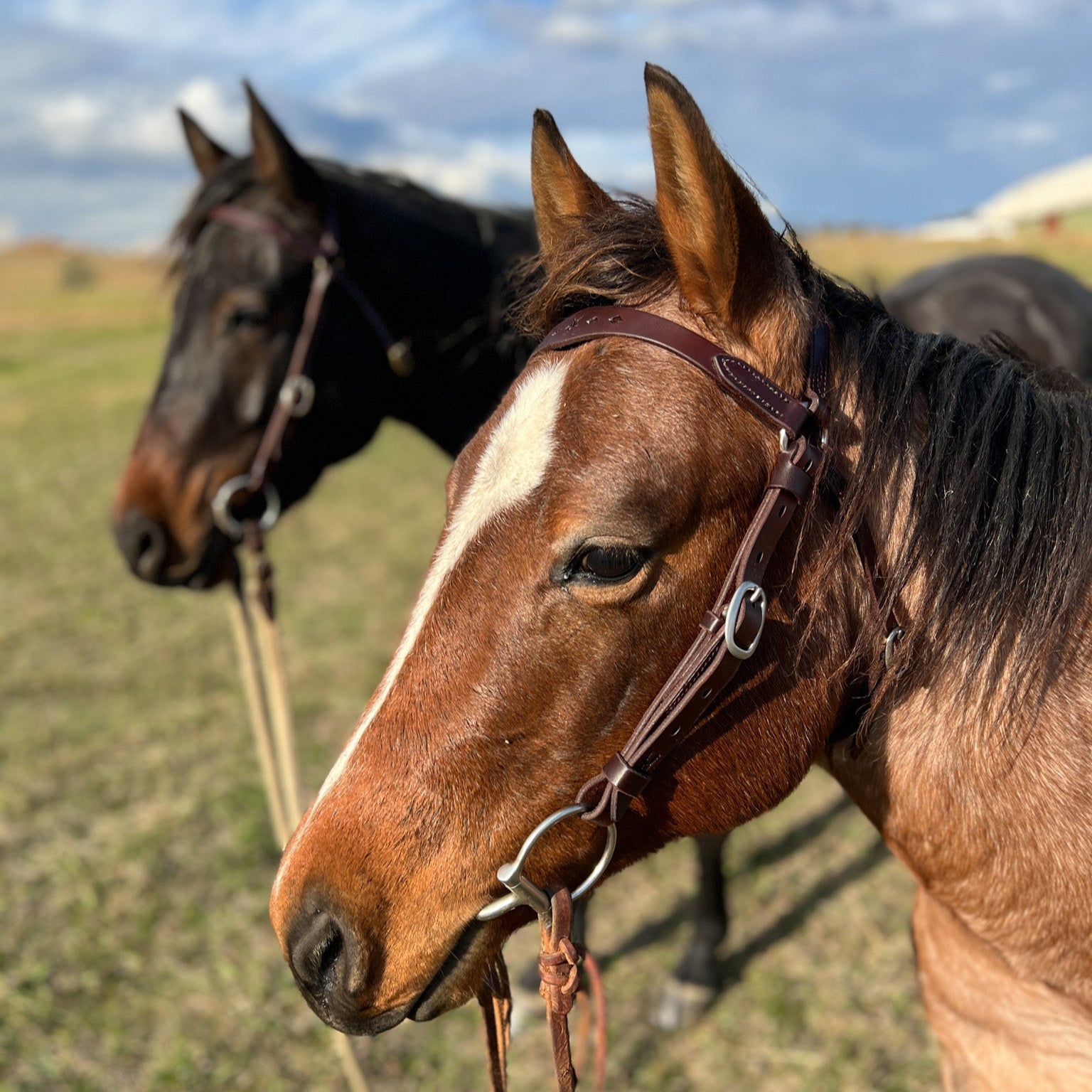 Station Bridle - Dark Natural - Stars & Diamonds Brow