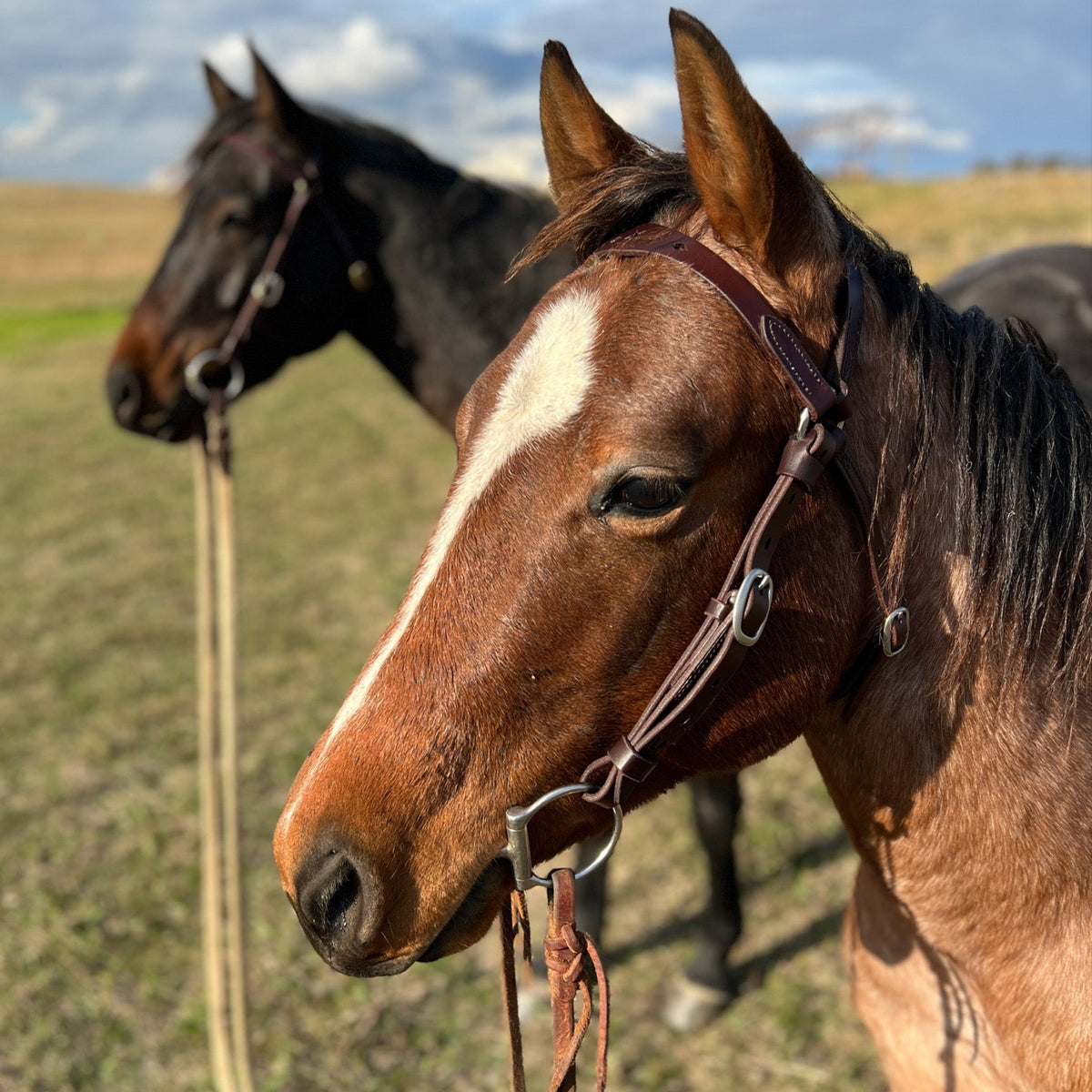Station Bridle - Dark Natural - Stars &amp; Diamonds Brow