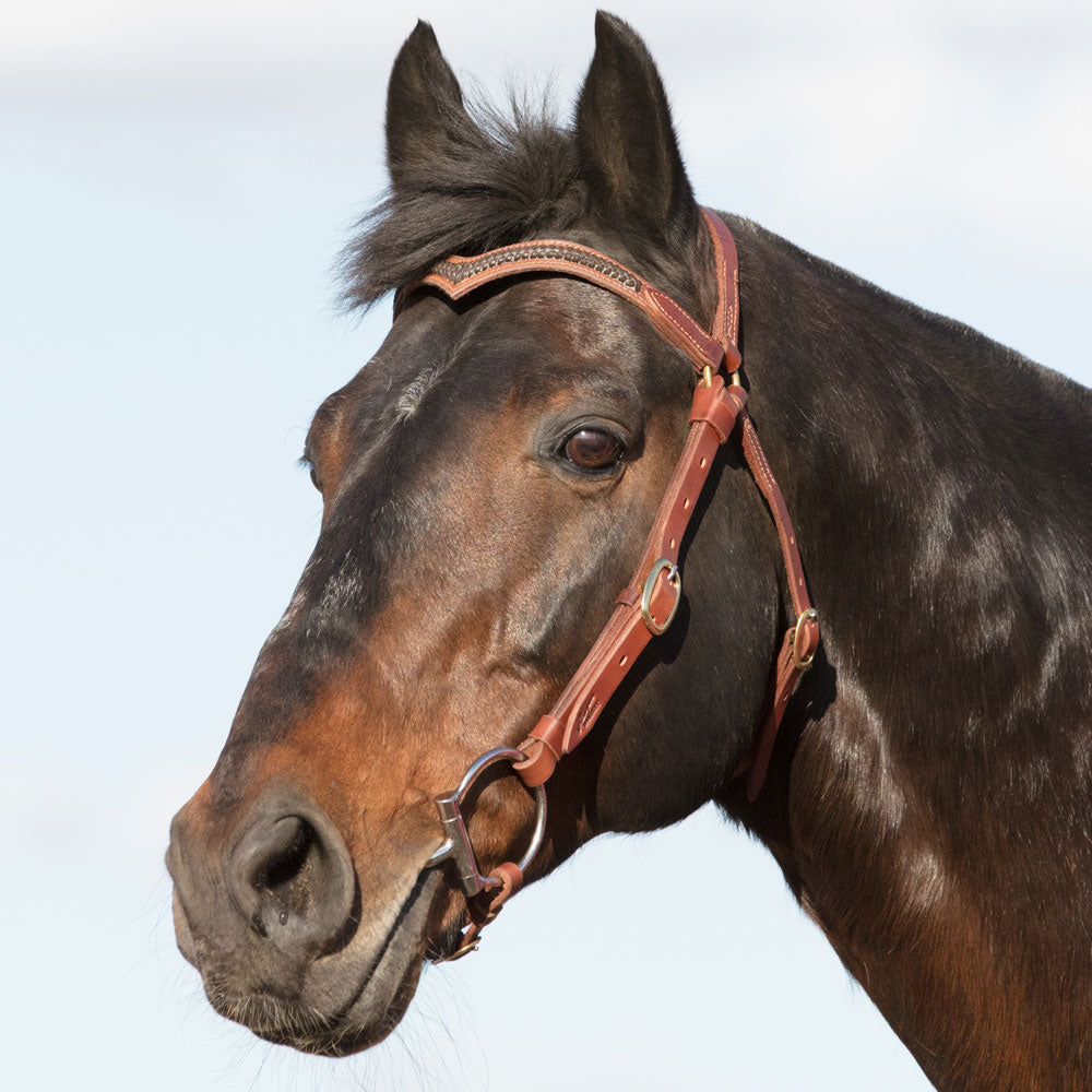 Station Bridle with Brown Braided Brow - Angus Barrett Saddlery