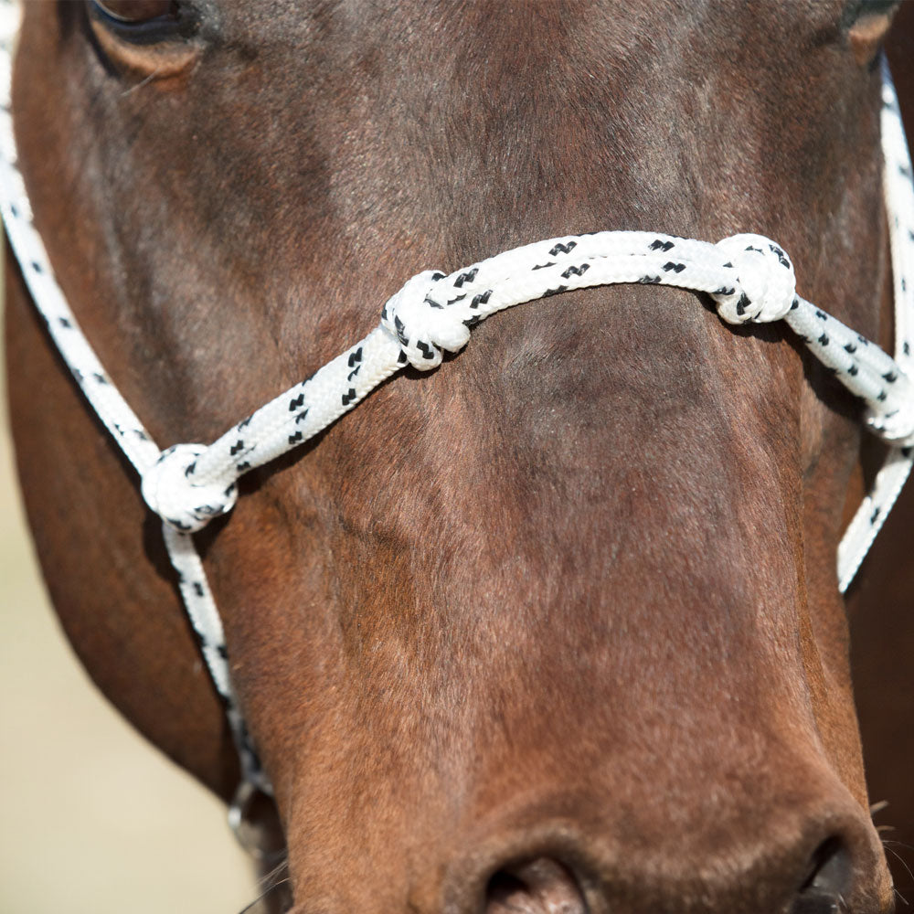 Angus Barrett Saddlery Handling Halter