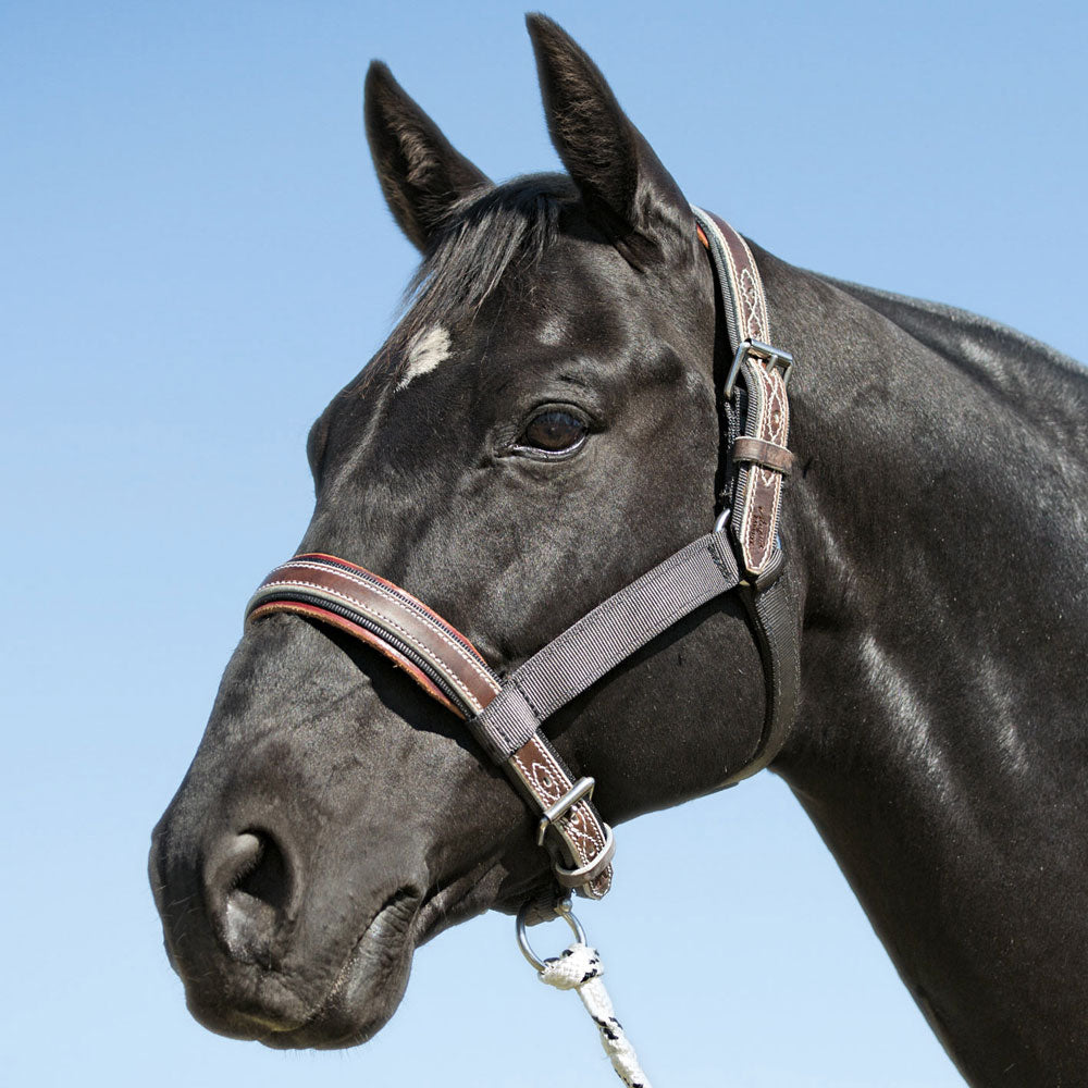 Angus Barrett Saddlery Tie Up Halter