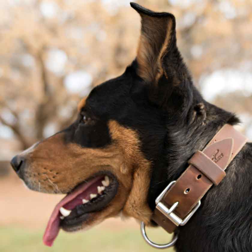 Leather Dog Collars & Leads