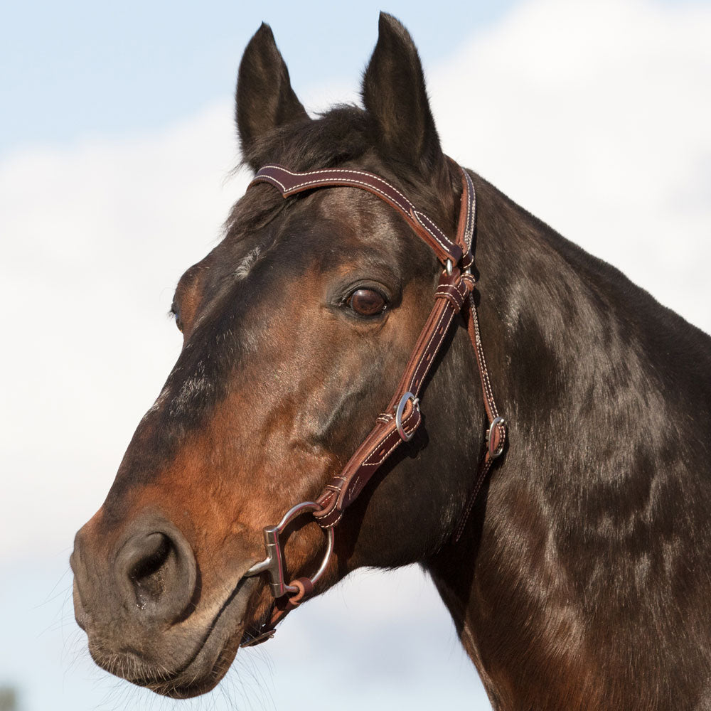 Angus Barrett Saddlery Station Bridle Dark Natural with Stainless Steel Hardware