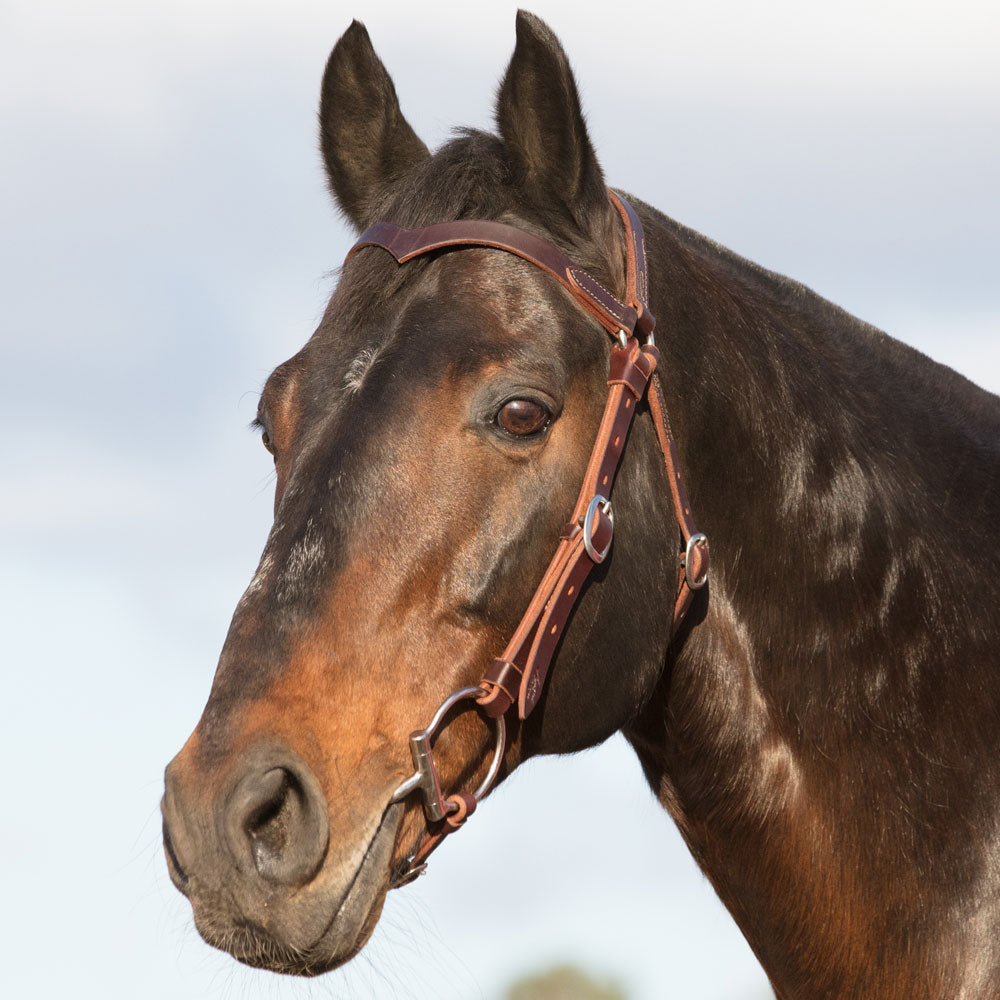 Station Bridle - Dark Natural