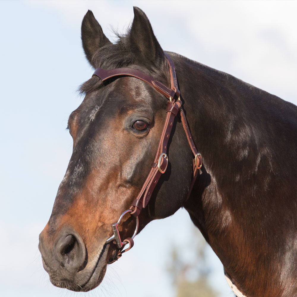 Station Bridle - Dark Natural bridle leather with solid brass buckles | Angus Barrett Saddlery