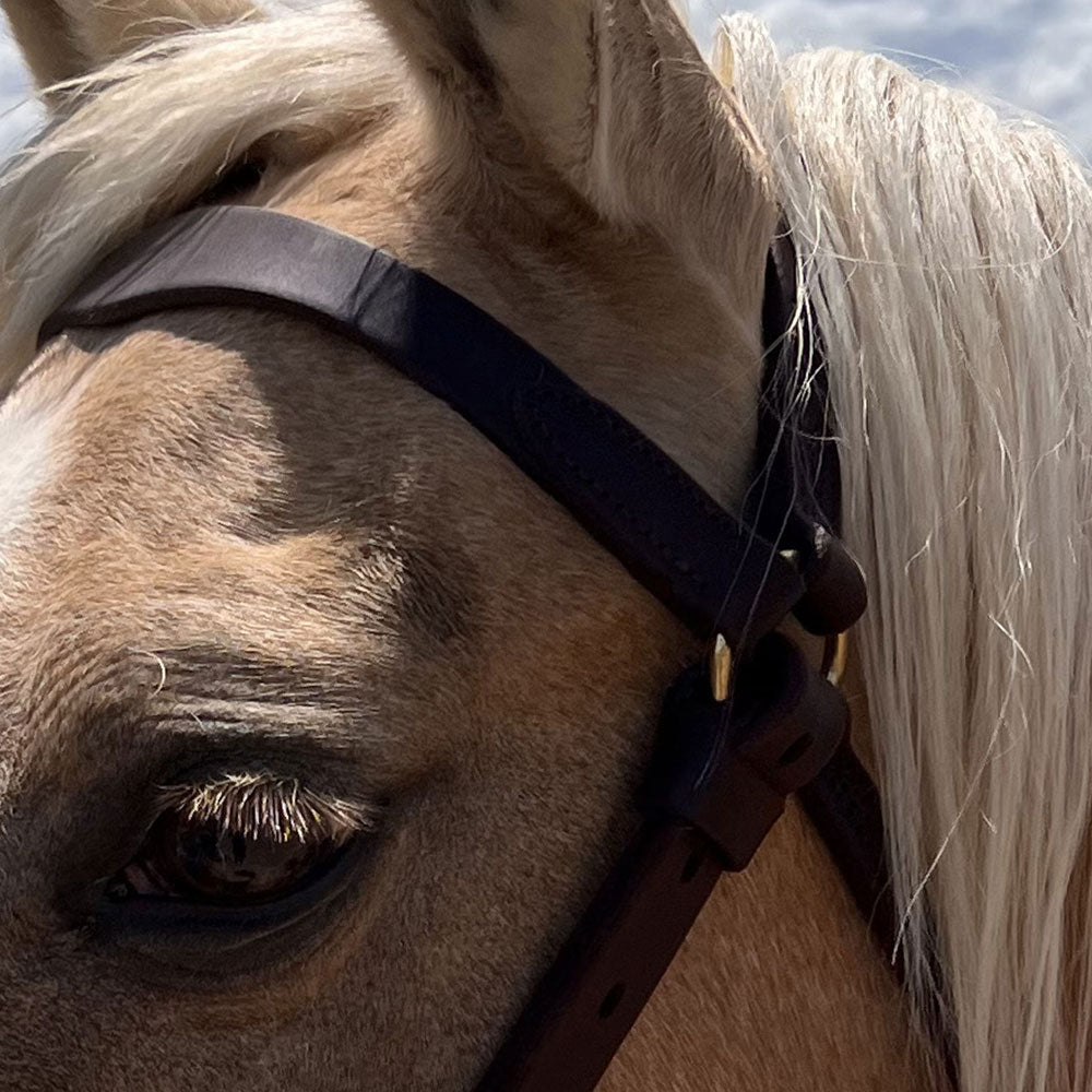 Station Bridle with Shaped Brow Band | Angus Barrett Saddlery