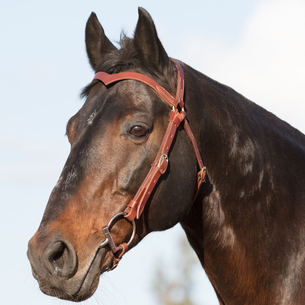 Leather Station Bridle Natural Leather with Brass Hardware | Angus Barrett Saddlery 