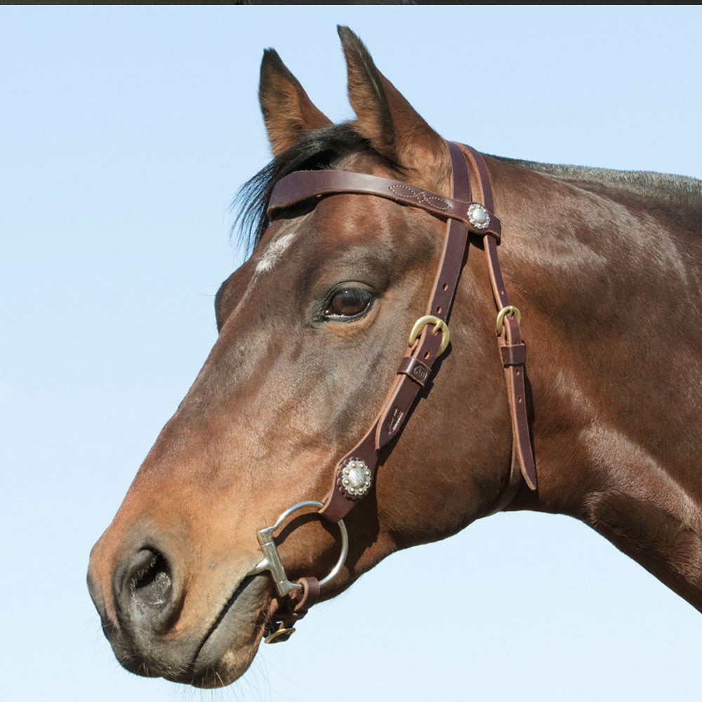 Sure Fit Tassa Shaped Brow Bridle - Angus Barrett Saddlery
