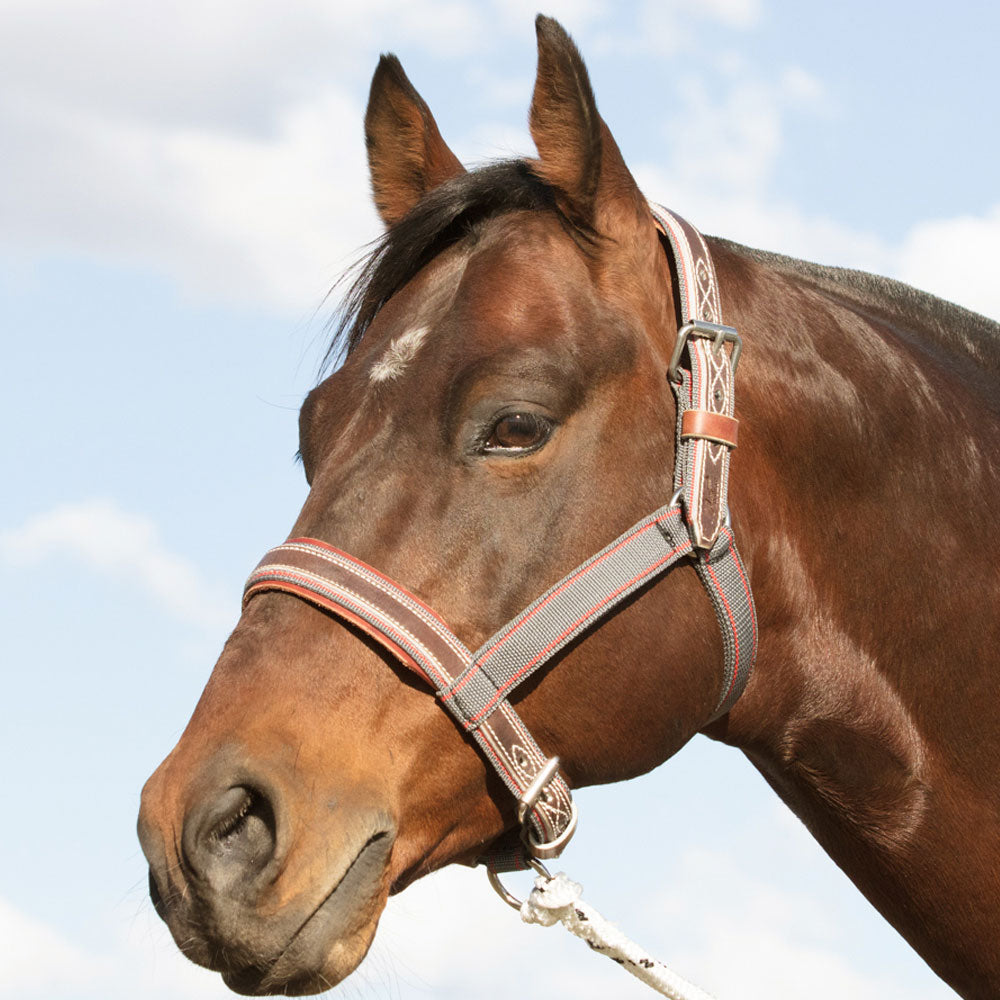 Angus Barrett Saddlery Tie Up Halter