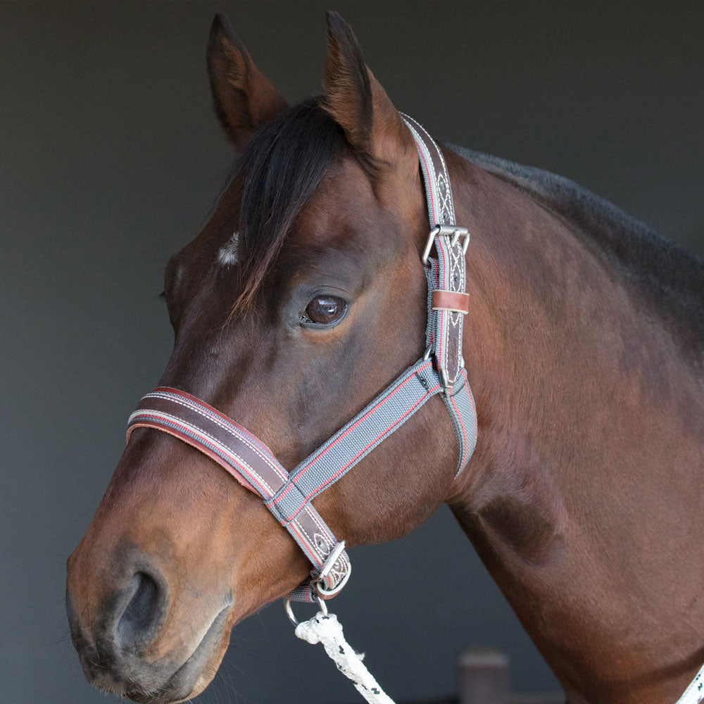 Tie Up Halter - Angus Barrett Saddlery