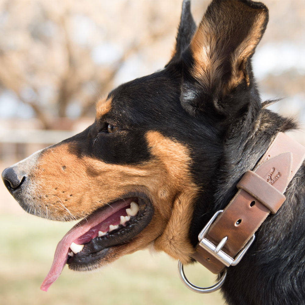 Angus Barrett Leather Working Dog Collar
