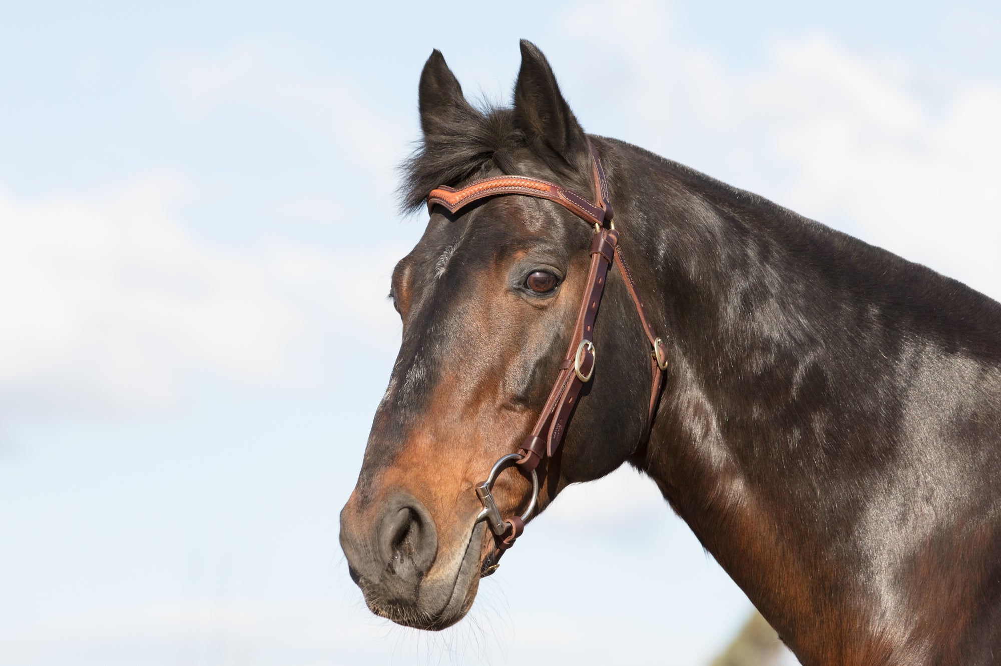 Station Bridle Dark Natural Leather with Braided Brow | Angus Barrett Saddlery