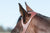 One Ear Fitted Leather Bridle - Angus Barrett Saddlery