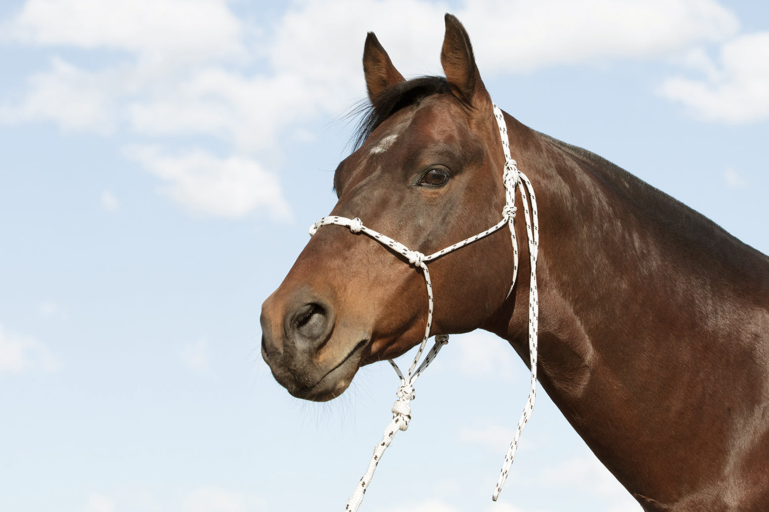 Handling Halter made from double braided yachting rope | Angus Barrett Saddlery