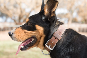Leather Working Dog Collars 32mm - Angus Barrett Saddlery