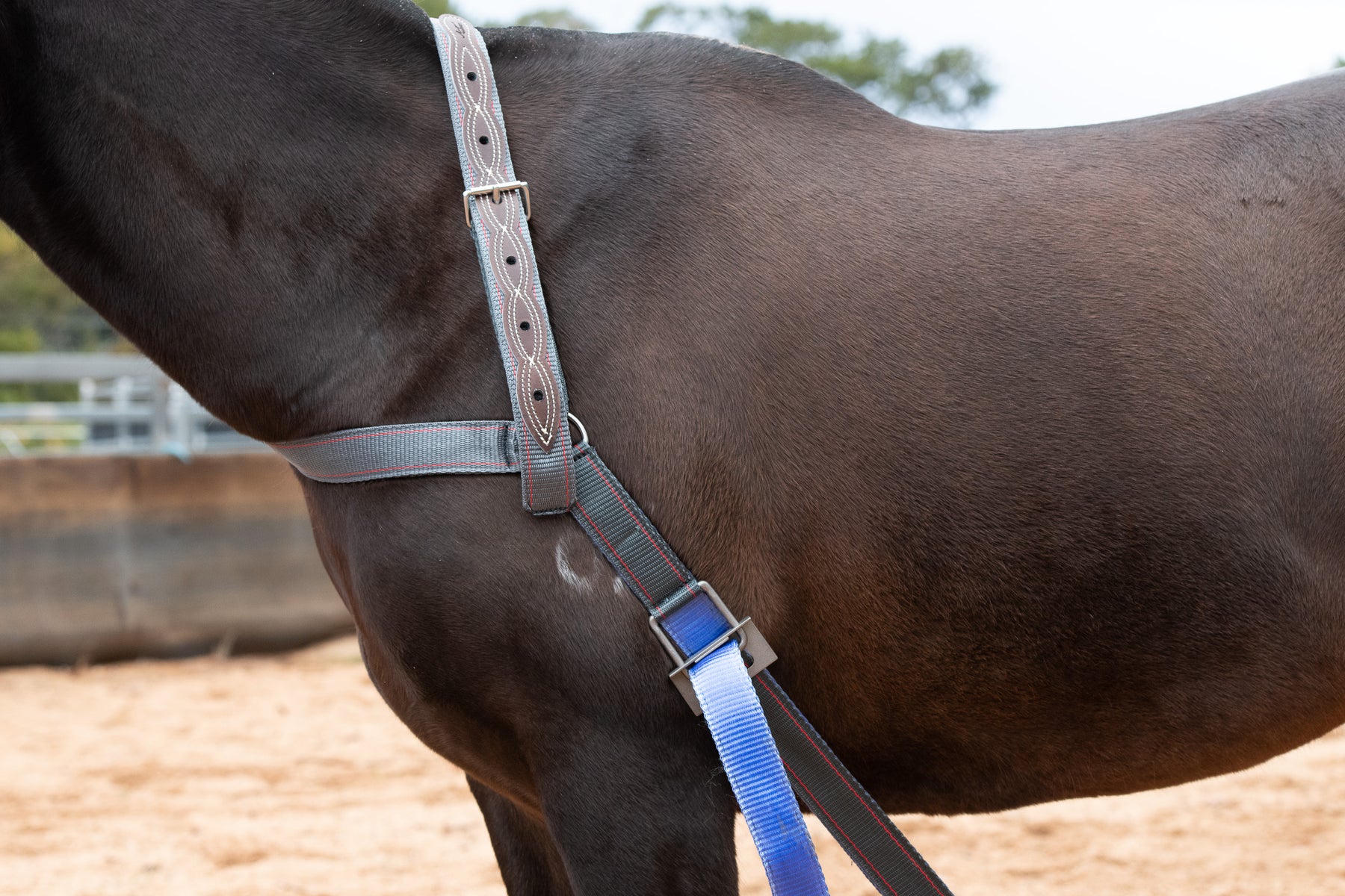 Lunging and Horse Training Equipment Online Australia Angus Barrett