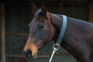 Webbing Horse Neck Tie or Pull Back Collar - Angus Barrett Saddlery