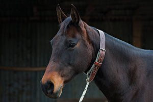 Leather Horse Neck Tie | Pull Back Collar - Angus Barrett Saddlery