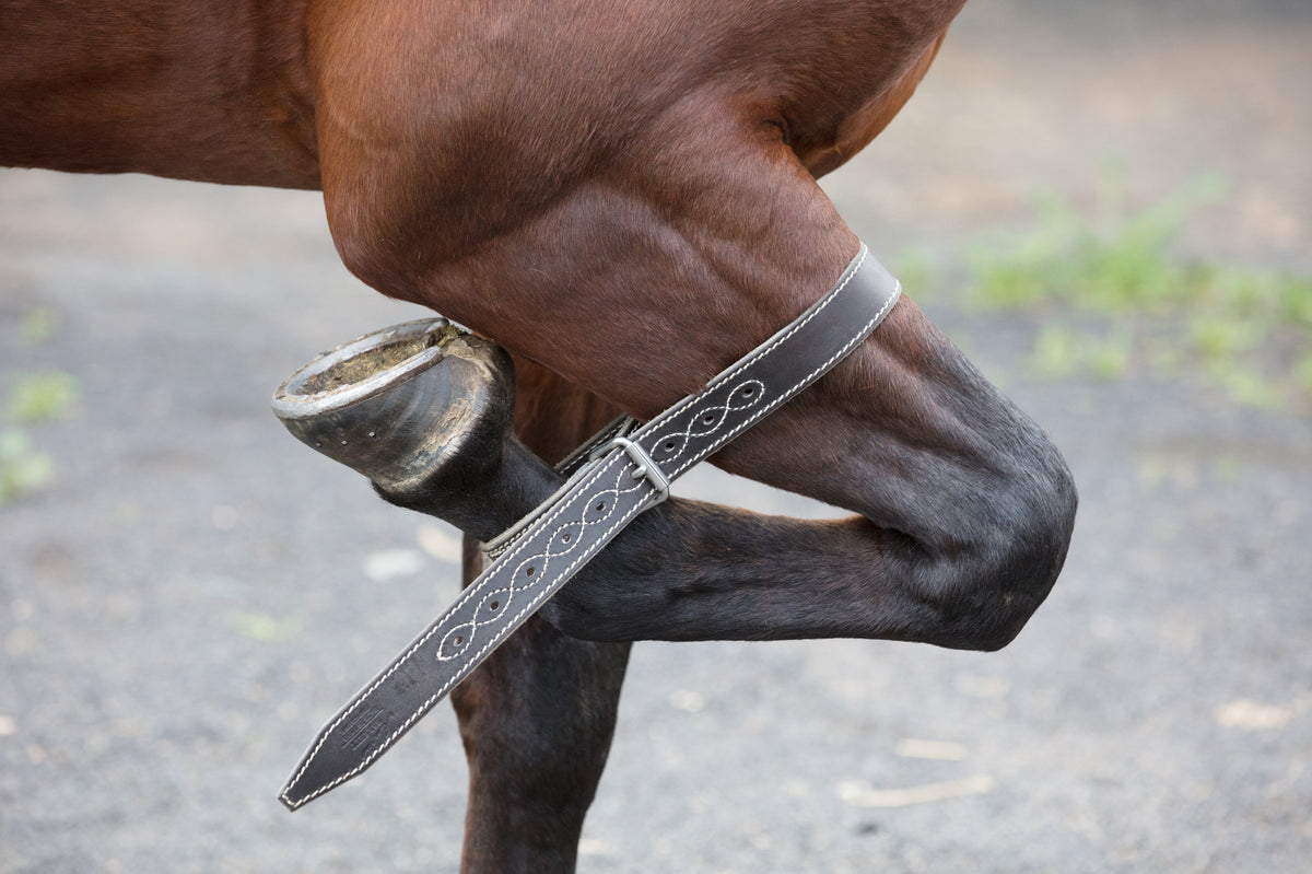The Angus Barrett Front Leg Strap
