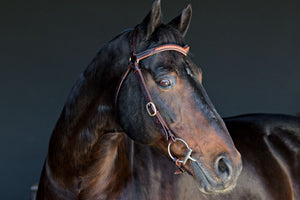 Station Bridle Dark Natural Leather with Braided Brow | Angus Barrett Saddlery