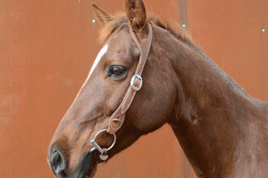 One-Ear Fitted Leather Bridle - 24mm