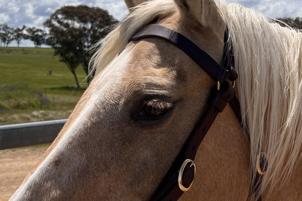 Station Bridle with Shaped Brow Band | Angus Barrett Saddlery
