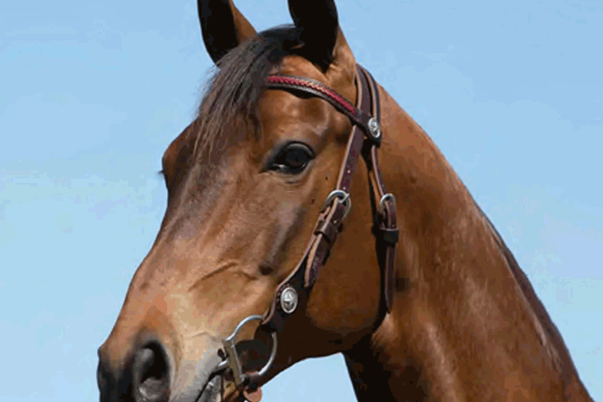 Tassa Bridle with Straight Braided Brow in Red Lacing Leather